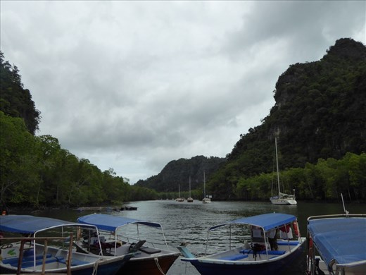 River through the Mangroves