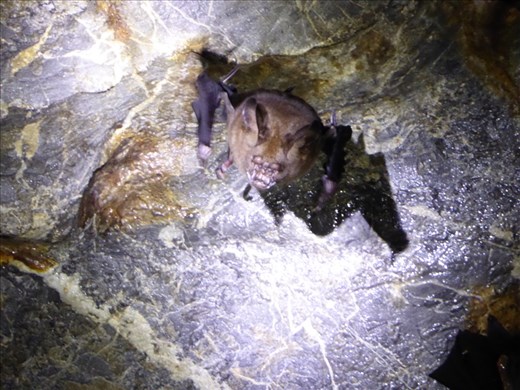 Bat in the bat cave