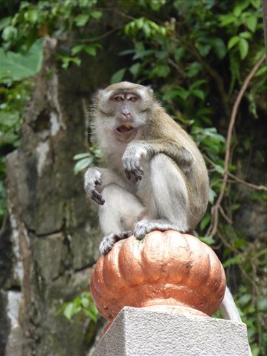 Monkey on the steps to the Batu Caves