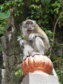 Monkey on the steps to the Batu Caves: by jasonmarshall22, Views[192]