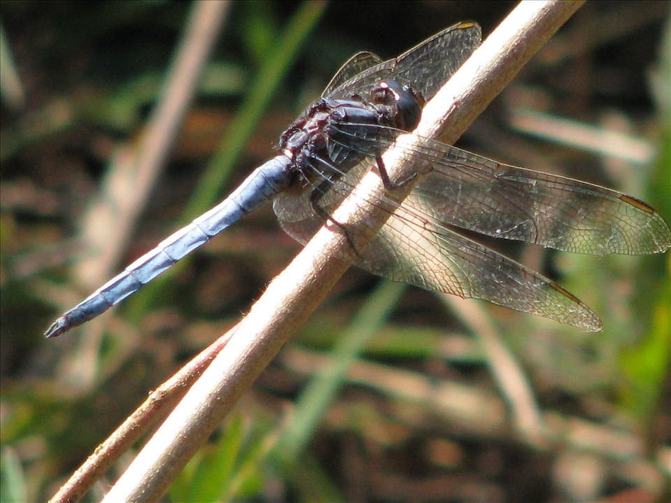 Minute beauty, a blue dragonfly on leaf- Karen village in northern Thailand.