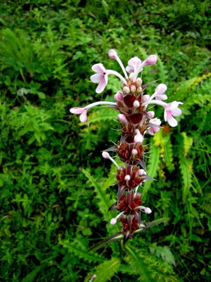 Thorns complementing a flower.Gahrwal range, Himalaya, India