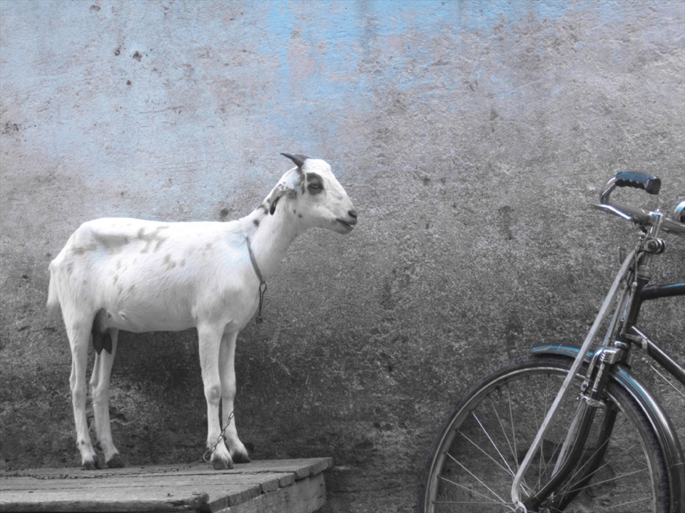 Living being (goat) complementing a non living thing (cycle)
Kashmire Gate, Delhi, India