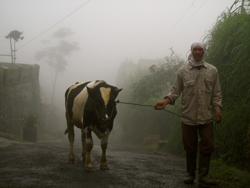 Selo, Indonesia: Walking the cow...