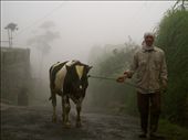 Selo, Indonesia: Walking the cow...: by javafaces, Views[277]
