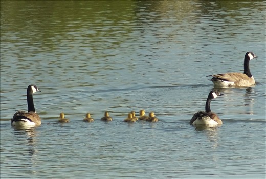 Canadian Geese and their babies in Spring