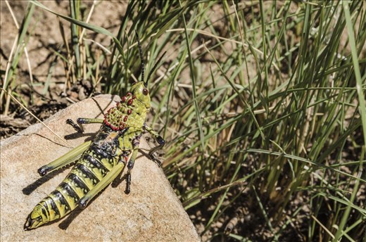 A huge grass hopper I found while hiking in the Drakensberg Mountains