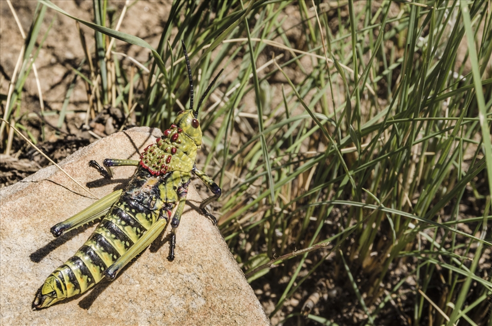 A huge grass hopper I found while hiking in the Drakensberg Mountains