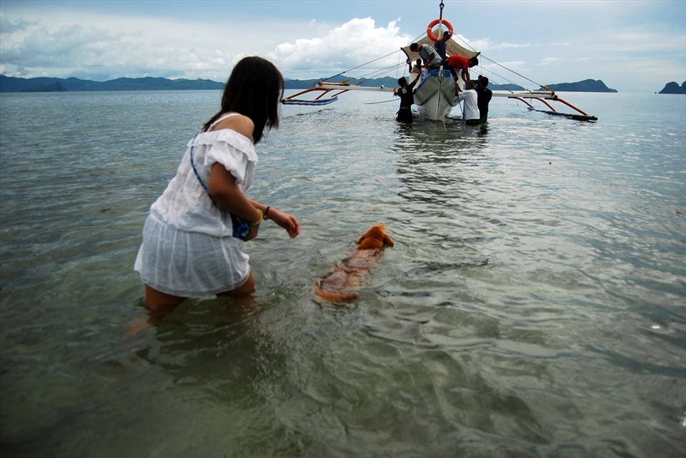 A dog accompanies her master to the boat, which will depart for island-hopping, a popular activity in El Nido.