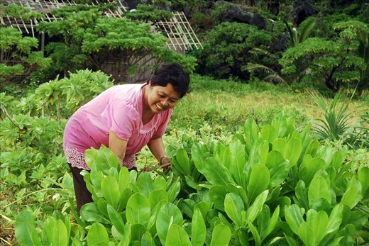 The interior of Palawan, still relatively untouched by development, is abundant in produce.