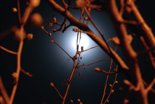 The moon rises. Long exposure of the branches lit by the glorious moon
