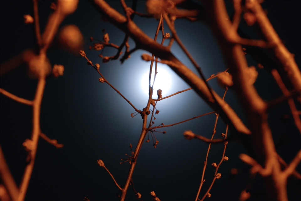 The moon rises. Long exposure of the branches lit by the glorious moon