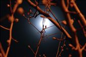 The moon rises. Long exposure of the branches lit by the glorious moon: by jazmichael, Views[197]