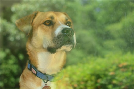 Dogs Search For Meaning