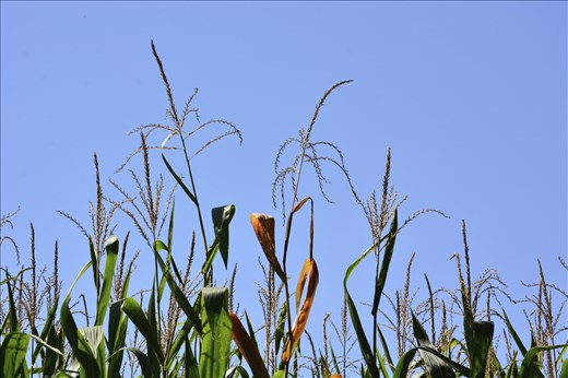 Discoloration begins; the corn comes closer to harvest 