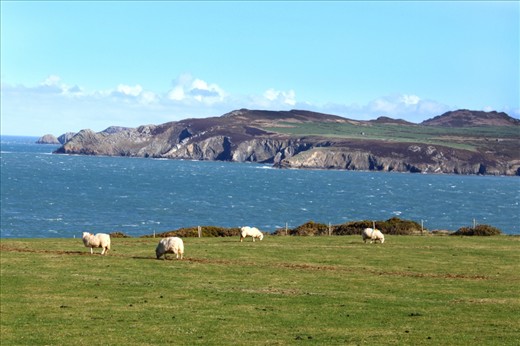 Where the Flock Gather- A select portion of the Welsh population makes a living through the wool industry. The calm grazing of the sheep juxtaposes the harsh wind and thundering waves crashing against the cliffs.