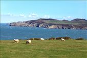 Where the Flock Gather- A select portion of the Welsh population makes a living through the wool industry. The calm grazing of the sheep juxtaposes the harsh wind and thundering waves crashing against the cliffs.: by jazmininfante, Views[694]
