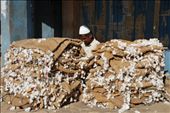 “Cotton a trap”. Cotton is grown near Saraguru and it is fairly common to see trucks overloaded with large bags of cotton passing through the narrow streets. Cotton is a very labor intensive crop and one of the local men said that many parents do not want their children to continue in farming. Instead, the children are encouraged to become doctors or engineers, where they can enjoy an easier life. Partly due to this, more and more people are moving away from the rural areas to find work in those fields and farm owners are finding it increasingly harder to find labor to help run the farms.: by jbatryn, Views[1359]
