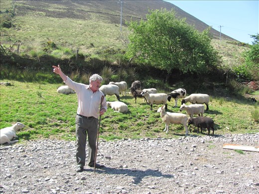 A local Shepard in the Ring of Kerry demonstrating how to herd sheep.