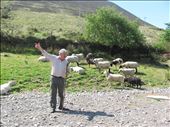 A local Shepard in the Ring of Kerry demonstrating how to herd sheep.: by jc_carpenter, Views[156]