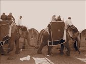 Timeless Procession. Elephants still used to take visitors to the Royal Palace: by jdog90210, Views[270]