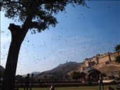 Natural Harmony. Birds and humans enjoying the day beneath the ancient  fort: by jdog90210, Views[251]
