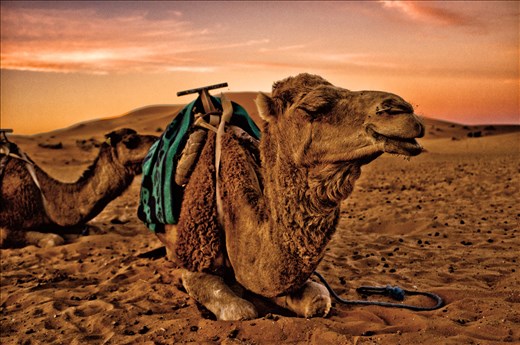 laying the camels to rest