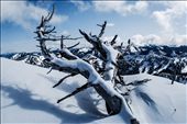 In the morning, wind blown powder dusts a dead tree on top of a cornice.: by jeff_abel, Views[449]