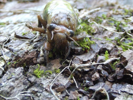 Although Novi Sad is getting bigger and bigger every year, Cicadas are still around us. This larva just left its life under the ground, and came to the surface to climb out of the burrows,  shaping into imago. 