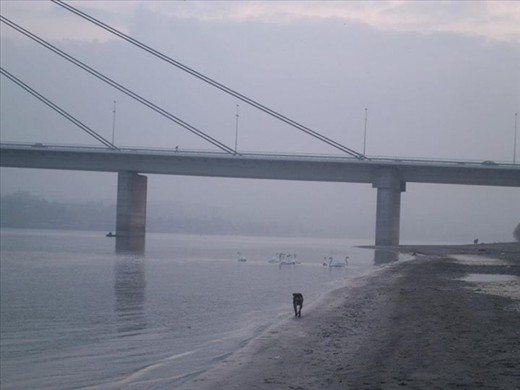 Night slowly fell down over Novi Sad and the Danube. But water, sky and animals humiliated the night with their lucid glow. 