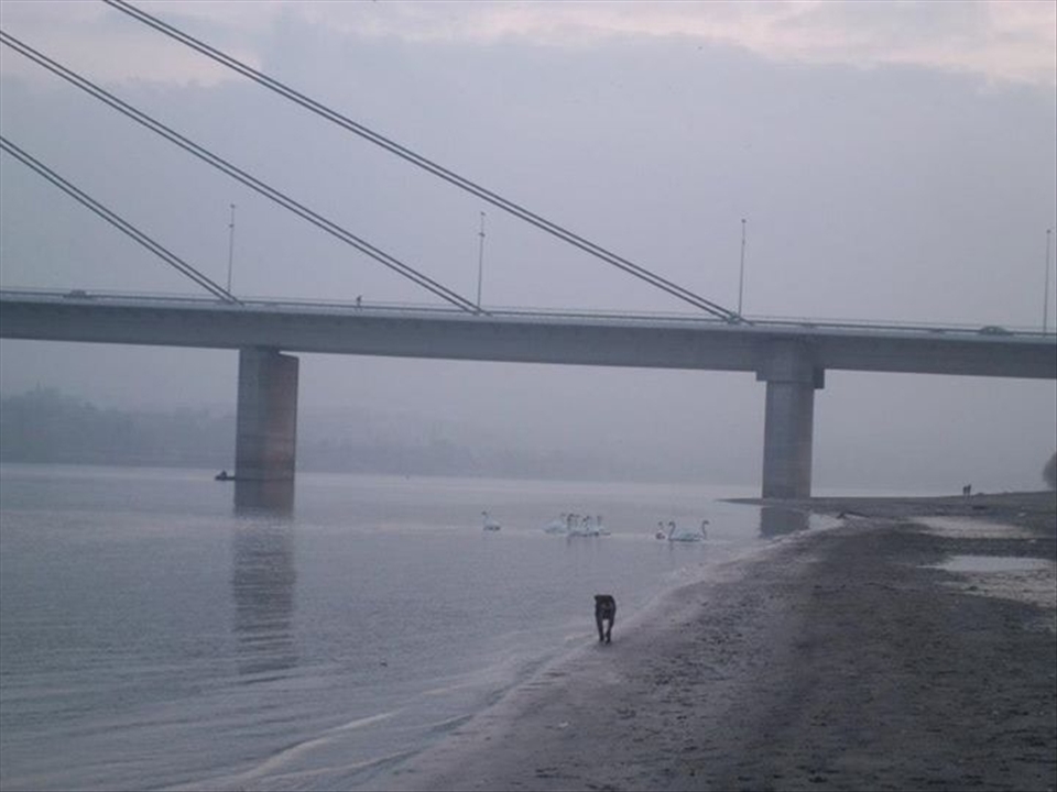 Night slowly fell down over Novi Sad and the Danube. But water, sky and animals humiliated the night with their lucid glow. 