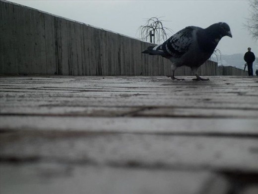Sometime birds outnumber people in this city on the river. Although the sky was gray and people were lifeless, birds enjoyed in their freedom and spent day near the Danube. 