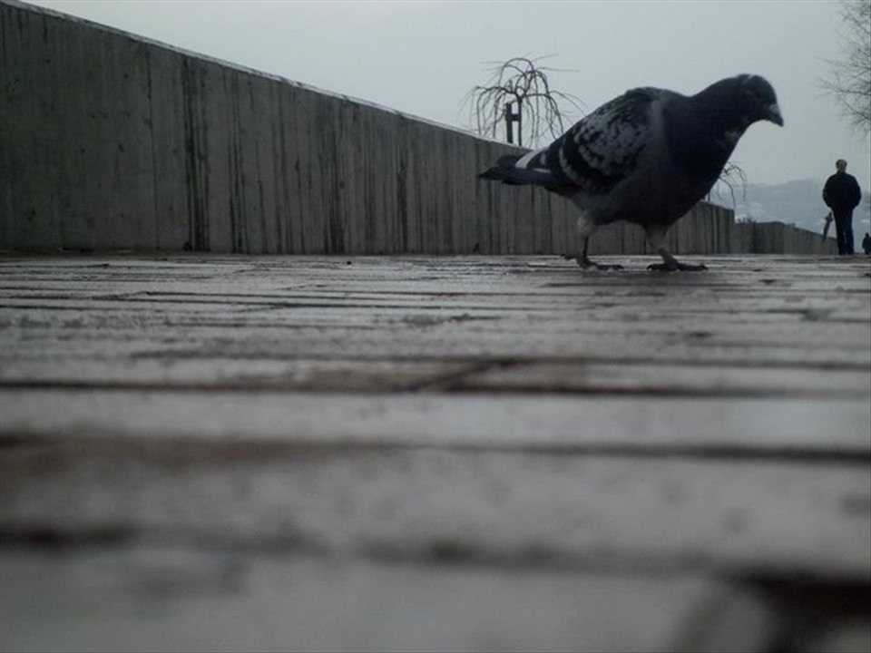 Sometime birds outnumber people in this city on the river. Although the sky was gray and people were lifeless, birds enjoyed in their freedom and spent day near the Danube. 