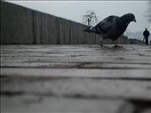 Sometime birds outnumber people in this city on the river. Although the sky was gray and people were lifeless, birds enjoyed in their freedom and spent day near the Danube. : by jelena, Views[898]