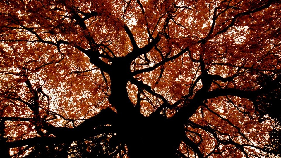 Natures defiant stand against another winter