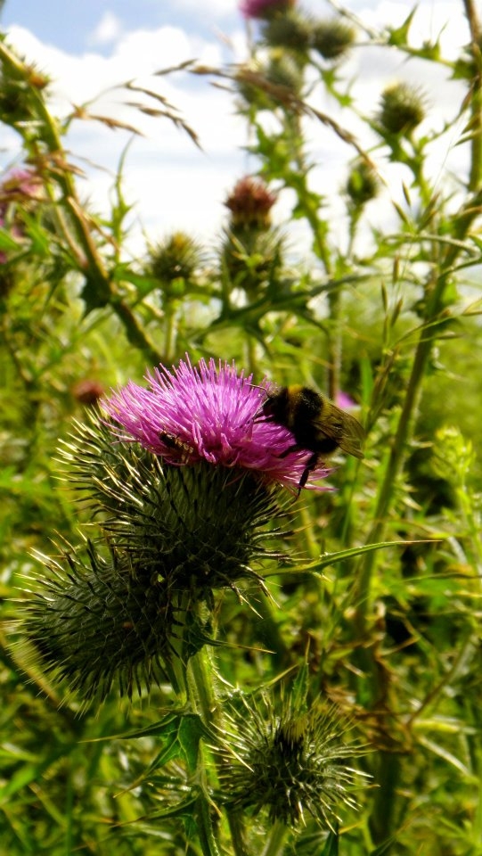 Spring bring bursts of stunning colour and the buzz of life