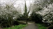 Winters beautiful show : by jelise, Views[287]
