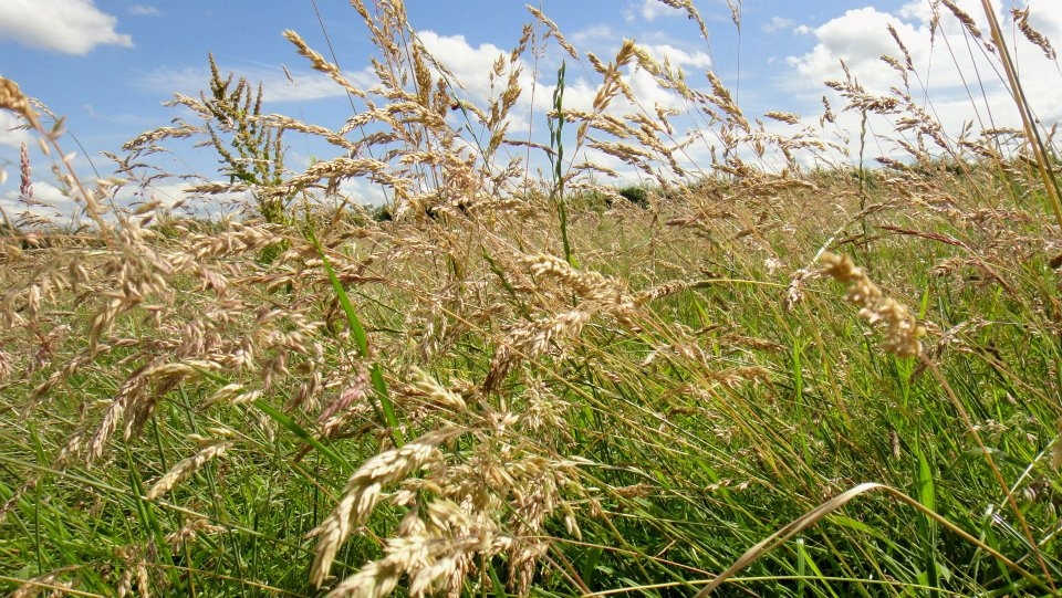 The contrast between the 'dead' of winter and the overgrown summer fields