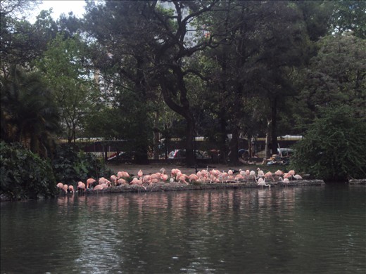 Pink Flamingo...birth of sunset