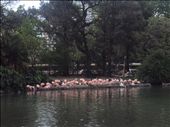 Pink Flamingo...birth of sunset: by jeniffercurtis, Views[201]