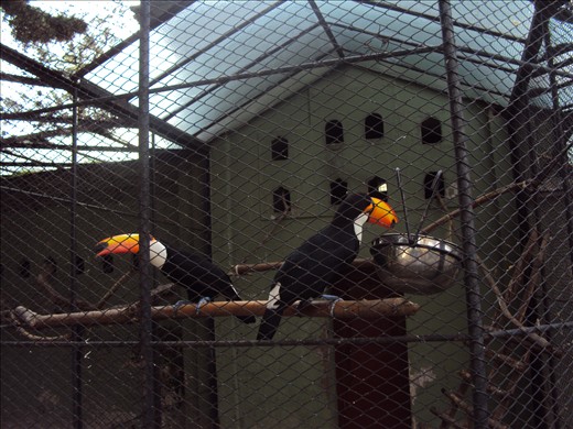 Whe I saw them for the first I thought they were artificial, so bright they are.