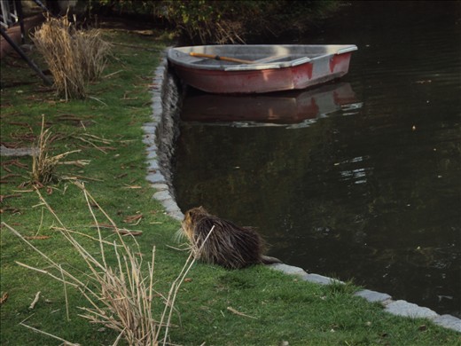 animals are hanging around free...