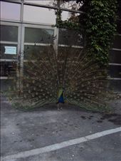 by jeniffercurtis, Views[155]