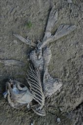 12: by jennamelisa, Views[114]