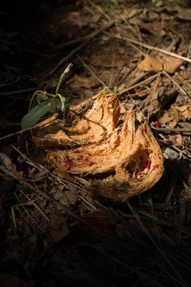 As the goats hung, post sacrifice, their blood was left to collect in buckets and carrier bags beneath, some escaping in the carving up and carrying of parts between members of the village, dotting leaves, bamboo and left over coconut skins with brilliant red droplets that would remain for days to come. 