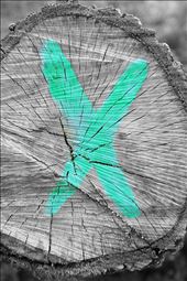 tree stump marked for removal by construction company: by jennypenny, Views[216]