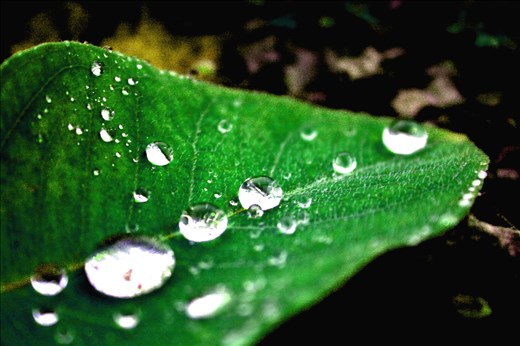 macro shot of dew droplets on a fallen leaf