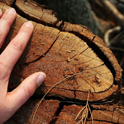 the remains of a decapitated tree; it was very large