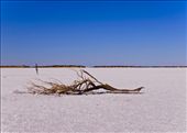 Lake Ballard Statues, Western Australia
After driving in the middle of the red soil for hours, under the extreme temperature of the Australian Outback, when the summer heat boiled every part of my body, found a fabulous dry lake, which now is turned into a massive salt bed. The bright whiteness of the salt made us jumped out the car and explore the place.  This lake inspired me to capture the power of nature, having the red soil around brilliant salt, and in the middle of the lake, those iron men standing contemplating the outlook under a deep blue sky. This was a magical place and moment, where nothing move, nothing happen, but my thoughts.: by jennyyvg, Views[962]