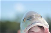 Red Fish: by jericafromamerica, Views[323]